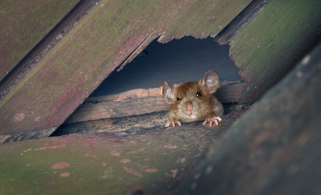 Photo of Flick Pest Control - Adelaide