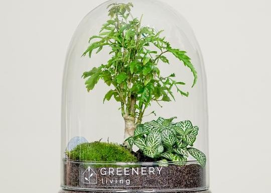 Foto von Flaschengarten von Greenery Living in Blumenfisch Store