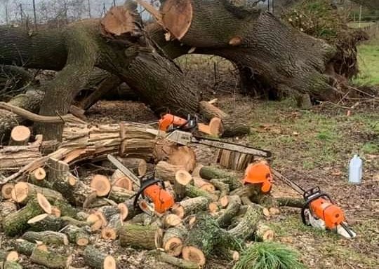 Photo of Axeperts Tree Felling Services