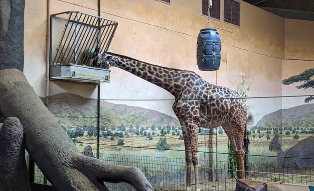 Photo of Giraffe exhibit