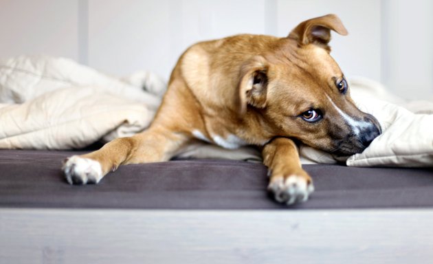 Photo of Canine compassion dog training