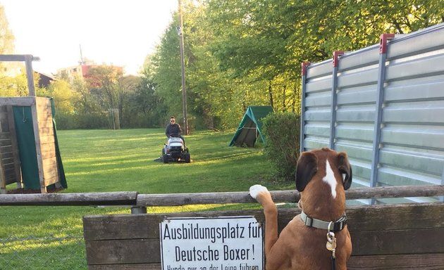 Foto von Boxer Klub Gruppe München e. V.