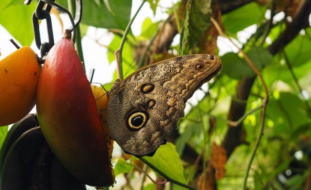 Photo of Butterfly Paradise