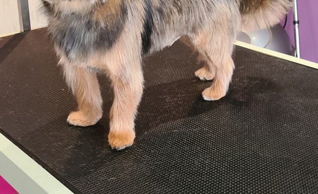 Photo of Signature Dog Grooming