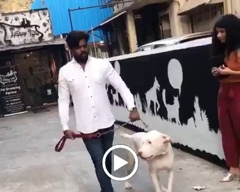 Photo of The Happy Tails - Pet Shop - Pet Grooming - Pet Trainer Mumbai