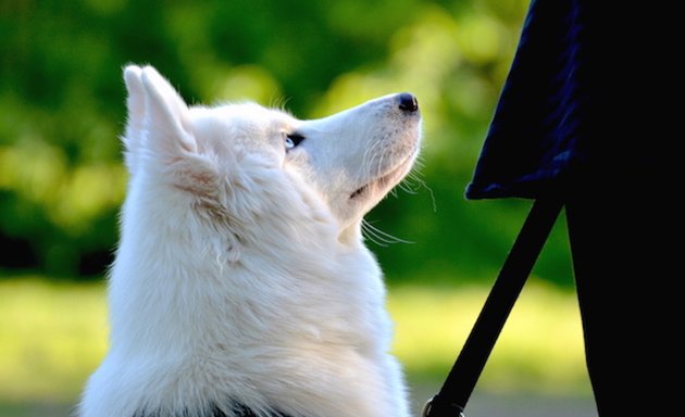 Foto von Dr. med vet. Stephanie Adams - Tierverhaltenstherapie - Hundetraining - Beratung