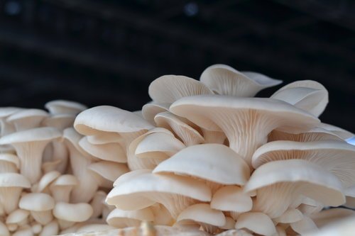 Photo of Rj Mushrooms farm