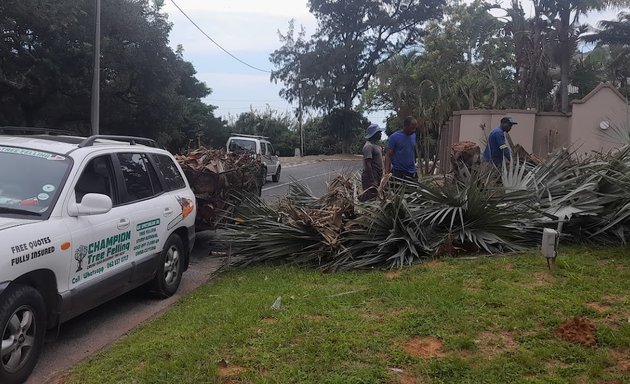 Photo of Champion Tree Felling