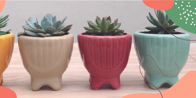 Foto de Cactuz Deco Diseño