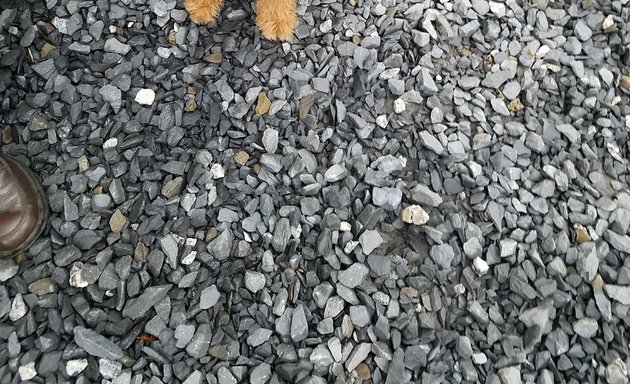 Photo of Staten Island Companion Dog