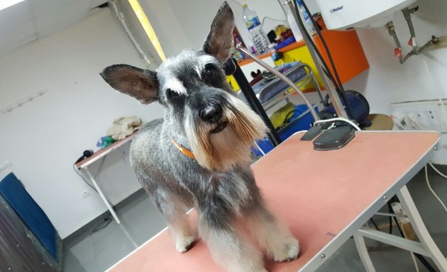 Foto de autolavado y peluquería de mascotas zarpas