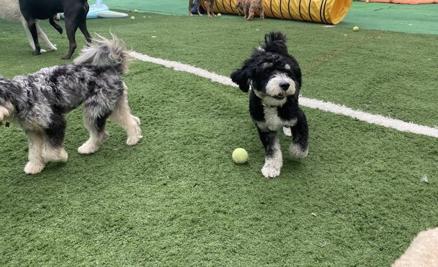 Photo of Shawe’s Paws Doggie Day Camp