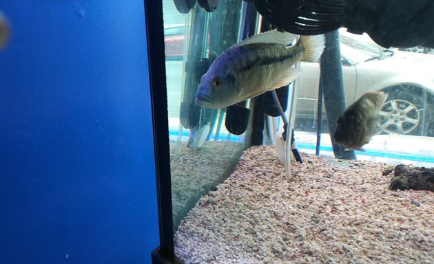 Photo of The Fish Tank Guy Inc