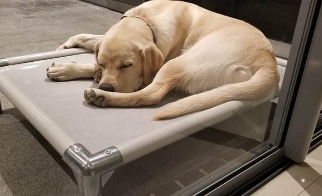 Photo of ChewProof Dog Beds