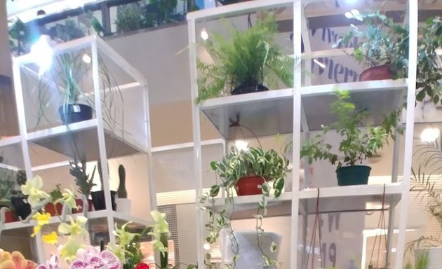 Foto de Tienda de plantas