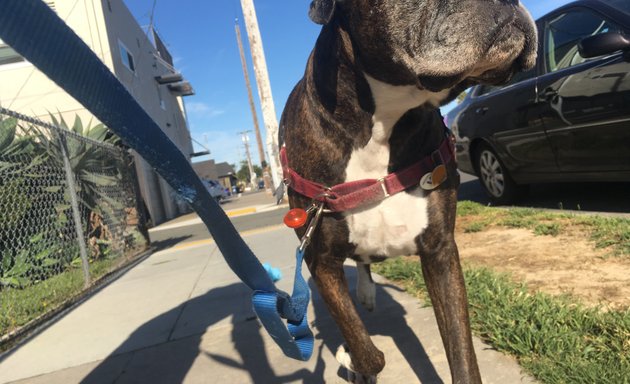 Photo of Pooch Patrol