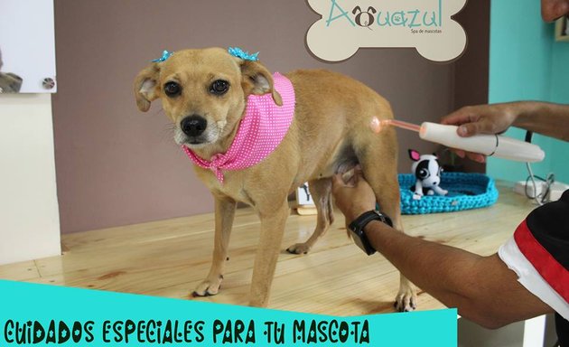 Foto de Aquazul - Centro De Spa Para Mascotas