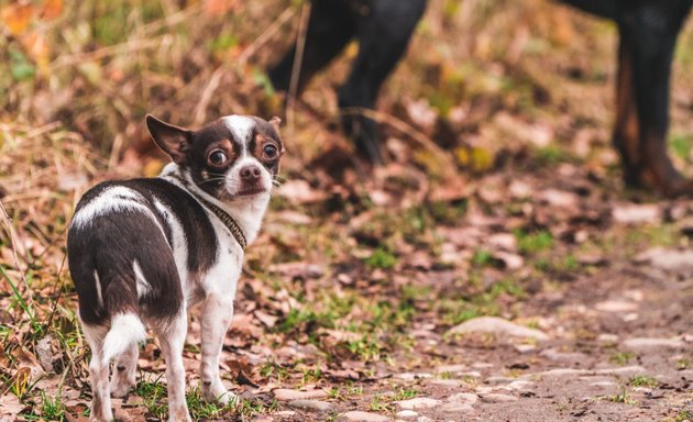 Foto von Mo's Hundetraining Köln