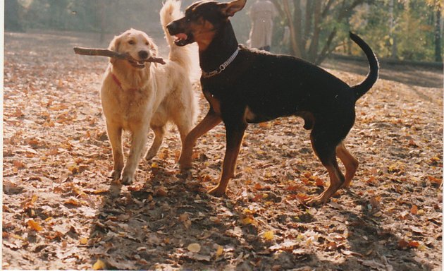 Foto von Hundeschule Freilauf (Die Dogtrainerin)