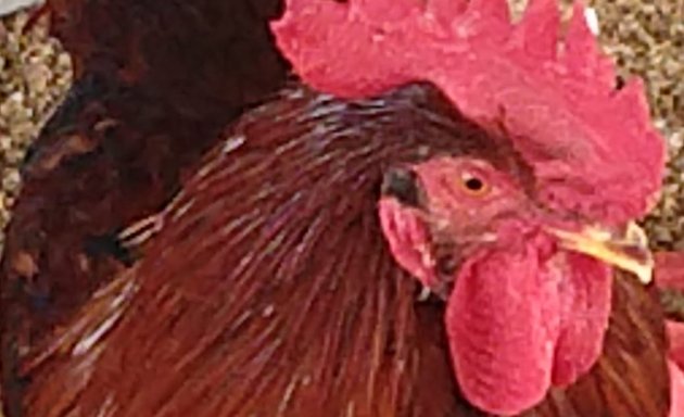 Photo of Dhanusimha Nati Chicken Stall