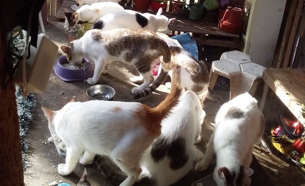 Photo of Mayari Animal Rescue Organization