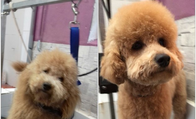 Foto de Kya & kohar peluqueria canina