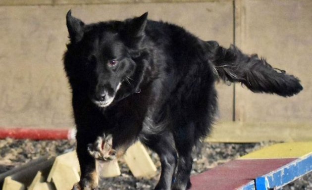 Photo of Abracadabra dog trainer and canine behaviourist