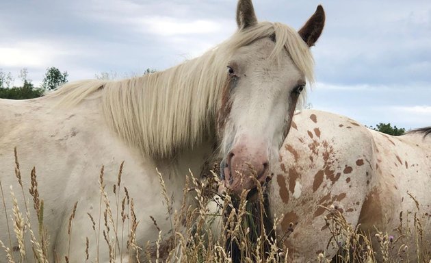 Foto von Kinderponyhof-Falkenberg