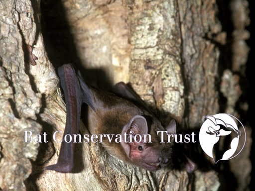 Photo of Bat Conservation Trust