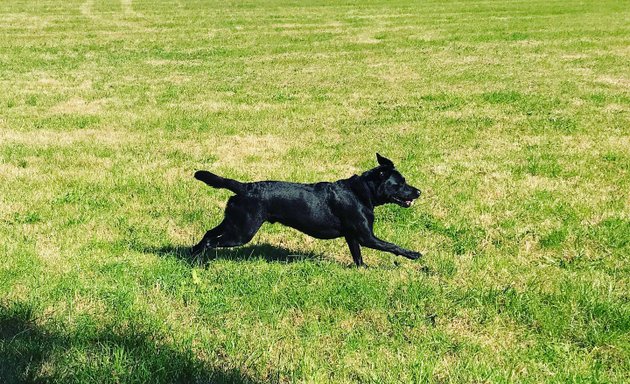 Photo of Paws in the Park Dog Walking and Pop-in Service