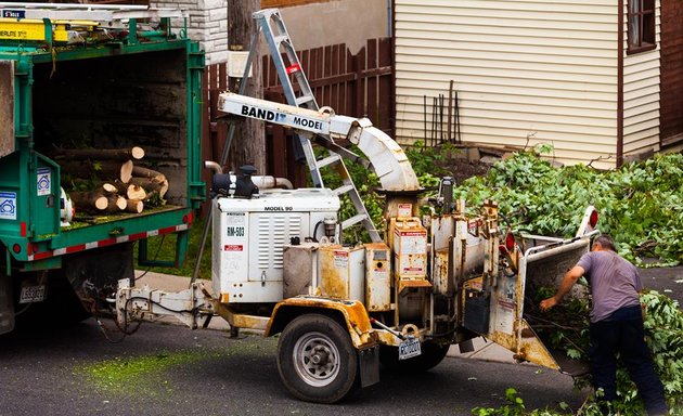 Photo of Bronx Tree Care