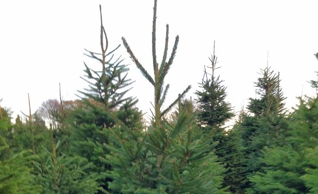 Photo of Croft Christmas Tree Centre