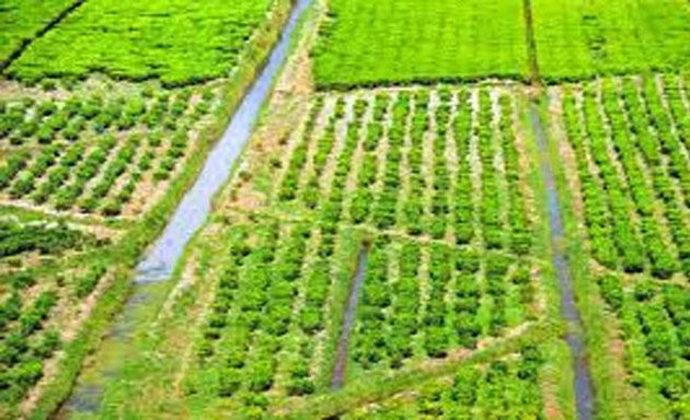 Foto de Nerelia Torres Productos Industriales y Agrícolas S. A.