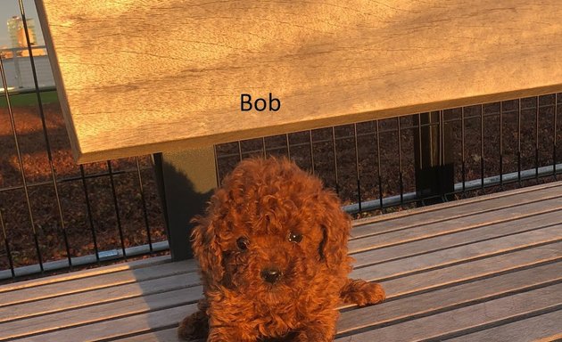 Photo of Bella's Toy Poodle