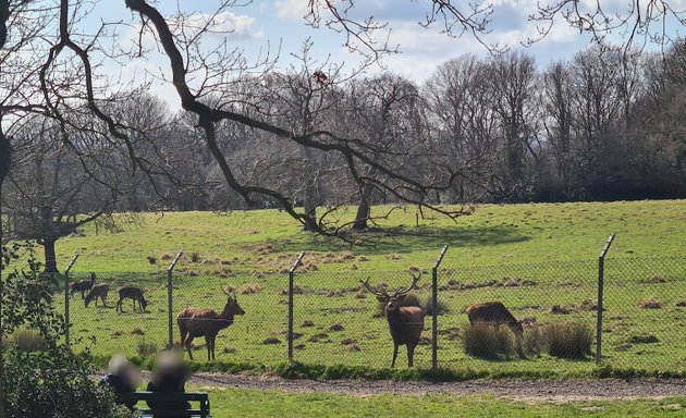 Photo of Bedfords Park Deer Enclosure