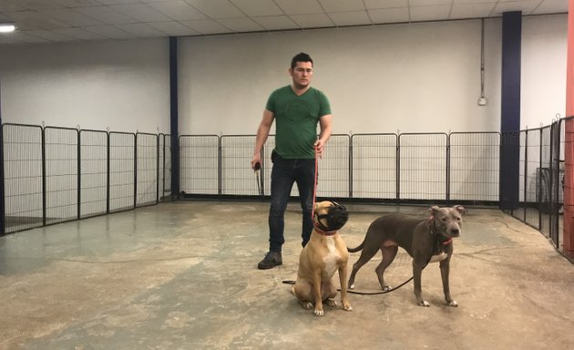 Photo of Canine Perspective: Structured Dog Boarding, Daycare, & Training