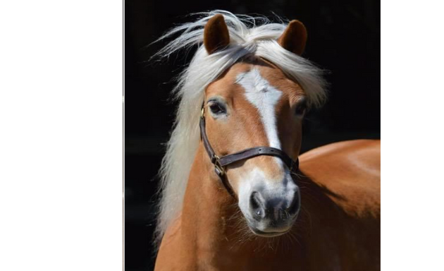 Photo of Dulwich Riding School