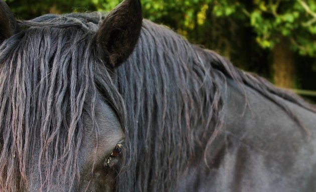 Photo de Les Ecuries Indigo/ C.L. Comportementaliste Equin