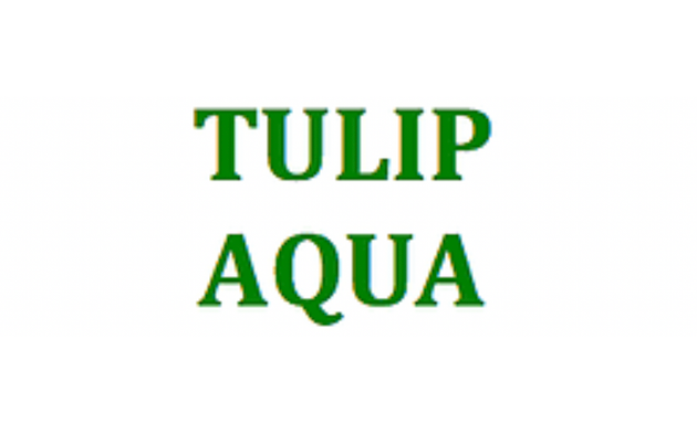 Photo of Tulip Aqua