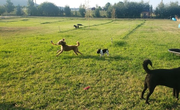 Photo of Wolfe Pack Dog Daycare