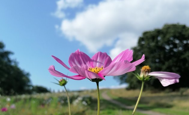 Photo of One Tree Hill Park