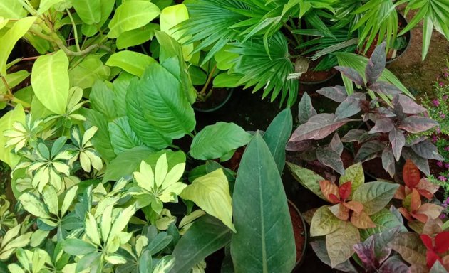 Photo of Sri Maruthi Nursery Green Garden