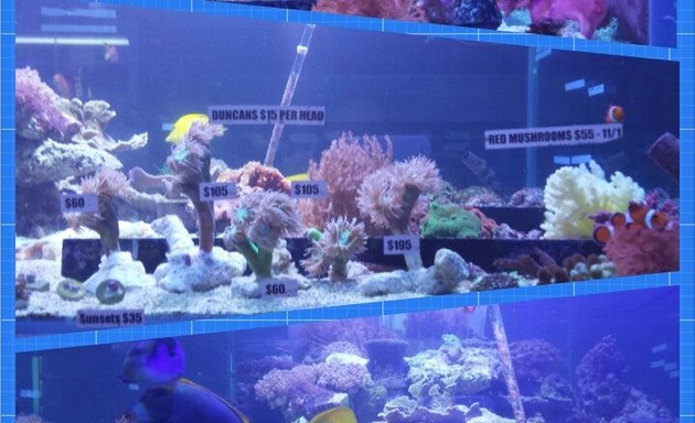 Photo of Elegant Reef - Tropical Fish Studio