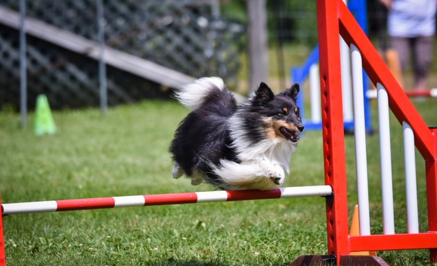 Photo of Rickfield Farm Agility Club