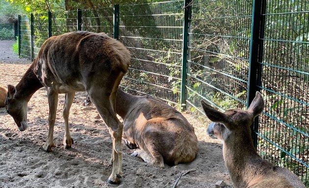 Foto von Mesopotamischer Damhirsch