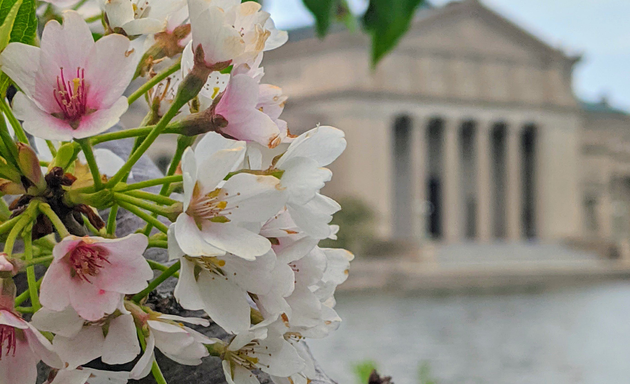 Photo of Jackson Park Cherry Blossoms