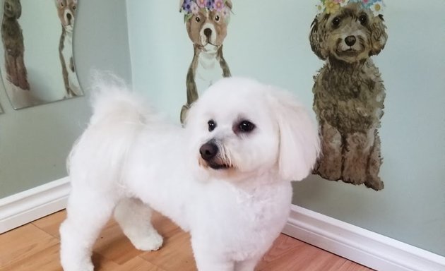 Photo of Oliver Professional Dog and Cat Grooming Spa