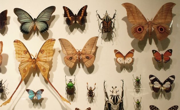 Photo of Montreal Insectarium