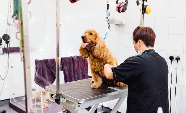 Photo of Purplebone Dog Grooming