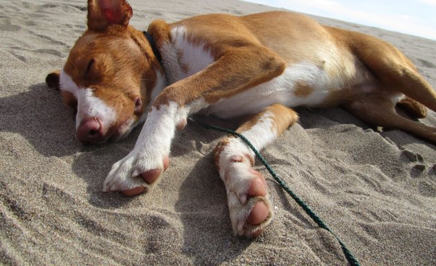 Foto von Hundekosmos Hundetraining, Akupunktur und Hundephysiotherapie Milu Stern